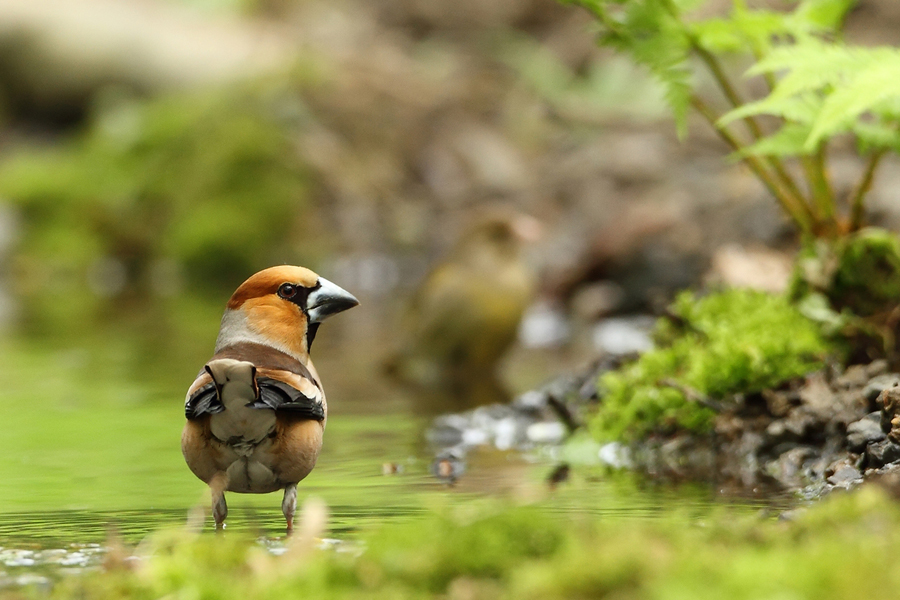 Dlask tlustozob&yacute; (Coccothraustes coccothraustes)